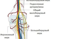 Почему болит под коленом сзади
