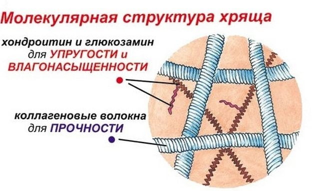 Молекулярная структура ткани хряща