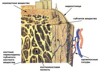 Диффузный остеопороз костей, поясничного отдела и позвоночника в целом