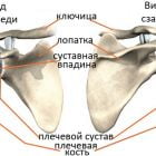 Плечевой сустав