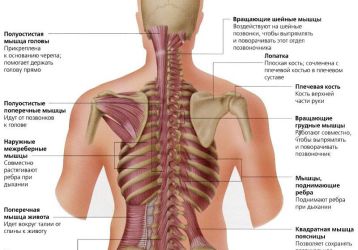 Почему болит позвоночник посередине спины? Методы лечения и устранения боли.