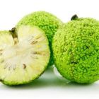 Адамово яблоко — рецепт настойки для суставов, полезные свойства маклюры