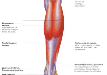 Растяжение икроножной мышцы: симптомы и лечение боли