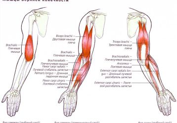Эффективные способы лечения растяжения мышц руки: первая помощь, мази, физиотерапия