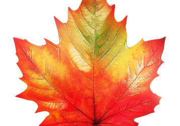 Лечение суставов кленовыми листьями: помогает или нет? Рецепты и советы