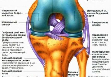 Лечение связок коленного сустава в домашних условиях