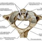 Атлантозатылочный сустав