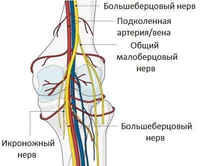 Где находится мениск в колене правой ноги рисунок