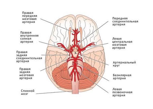 Артерии головного мозга 