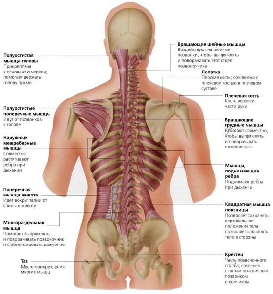 Анатомия спины