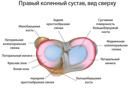 Изображение - Как вылечить мениск коленного сустава menisk-kolennogo-sustava