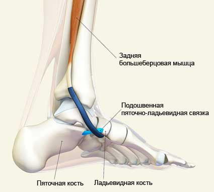Болят мышцы стопы ног