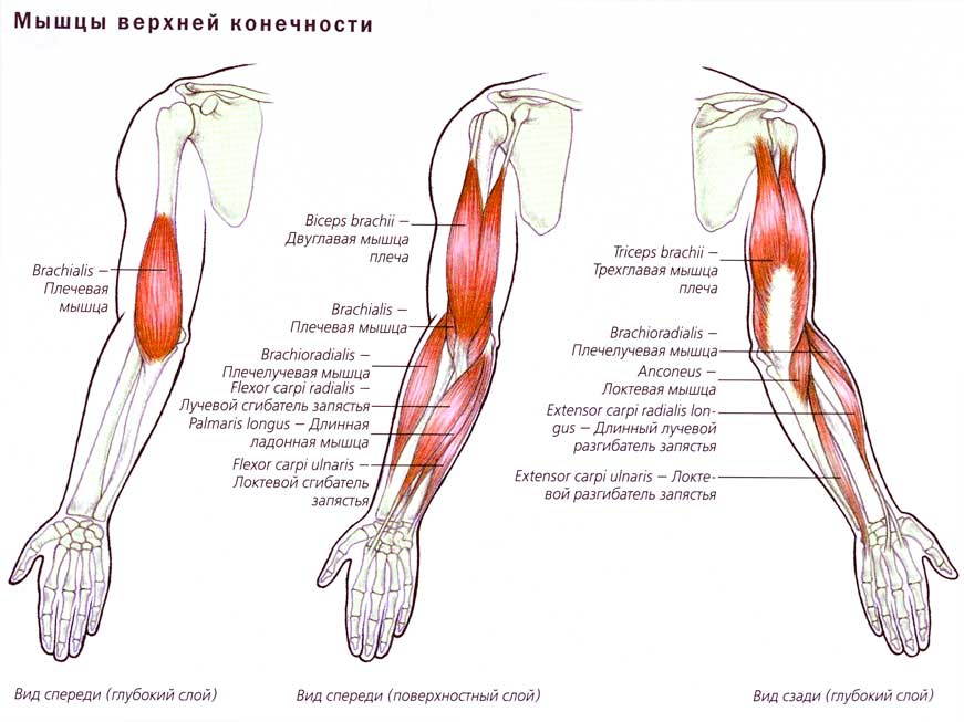 Как вылечить потянутую мышцу на руке