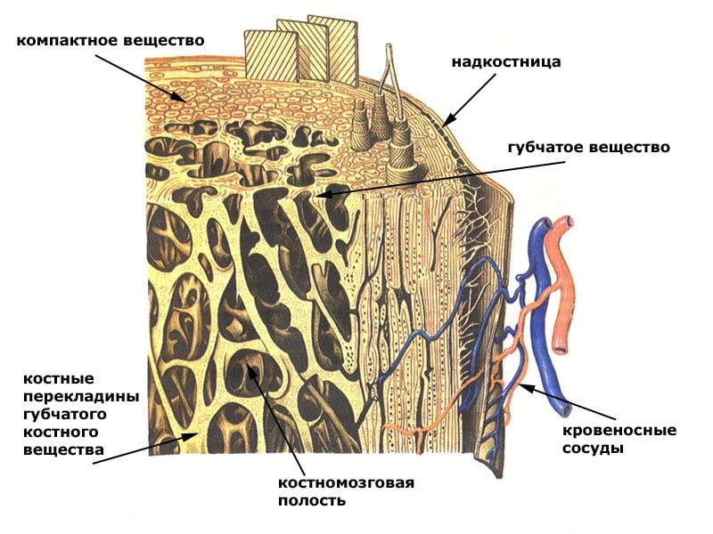 Диффузный остеопороз с отдела позвоночника