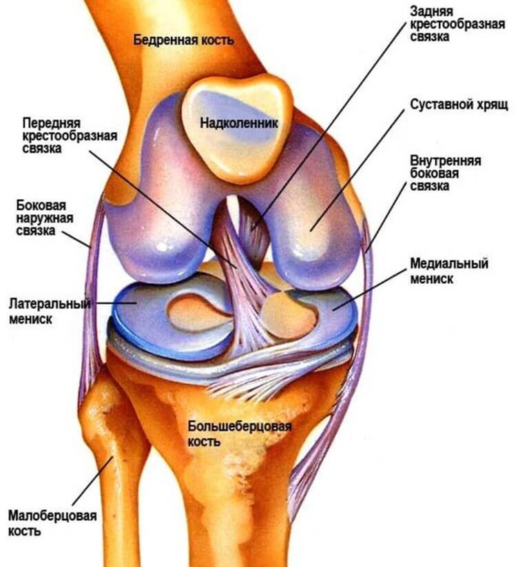 Изображение - Лигаментоз коленного сустава лечение kolennyy-sustav